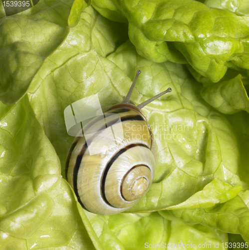 Image of Grove snail upon green lettuce