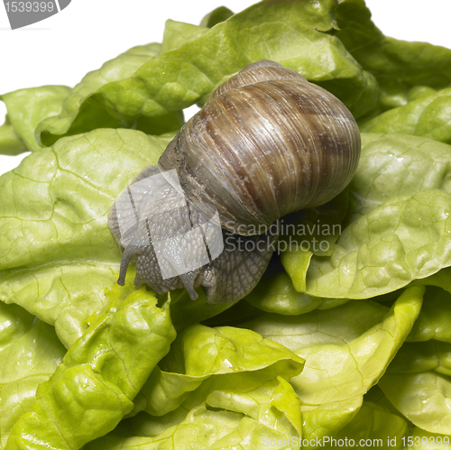 Image of Grapevine snail at feed