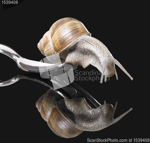 Image of Grapevine snail on fork