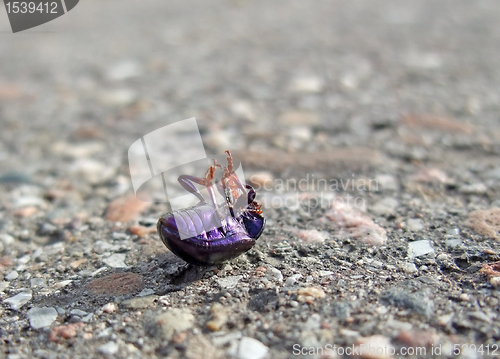 Image of dead bug supine on pavement