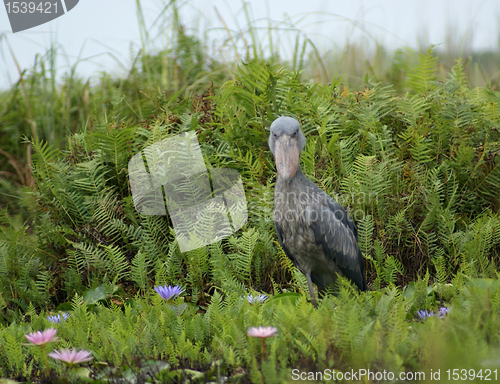 Image of Shoebill in green vegetation