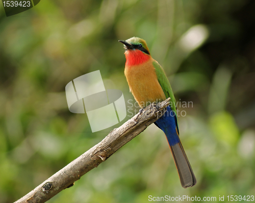 Image of colorful Bee-eater on a twig in green vegetation