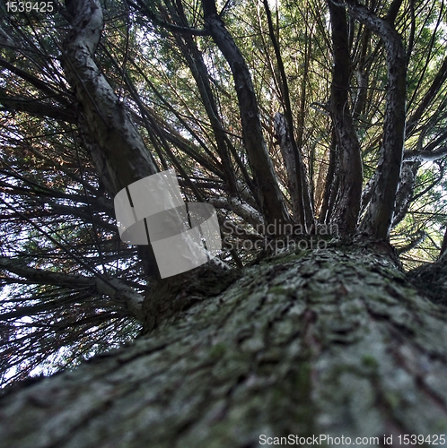 Image of low angle tree detail