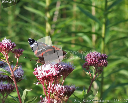 Image of Red Admiral on flower at summer time