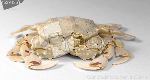 Image of frontal shot of a moon crab