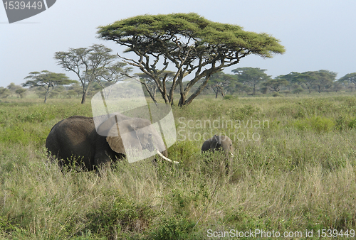Image of savannah scenery with two Elephants in high grass