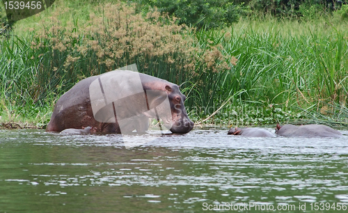 Image of some Hippos waterside  in Africa