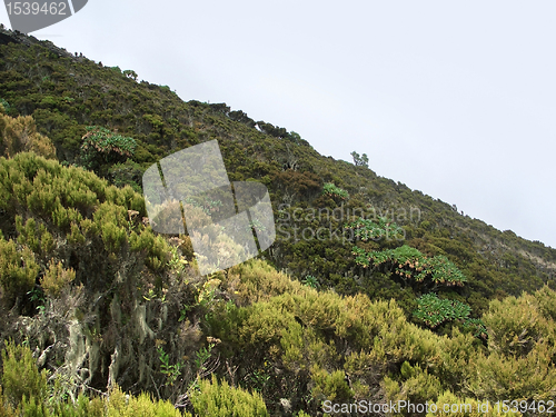 Image of vegetation in the Virunga Mountains