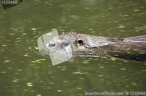 Image of swimming Otter portrait