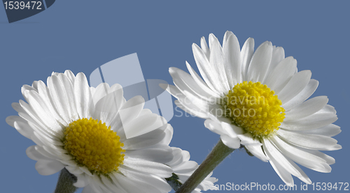 Image of daisy closeup in blue back