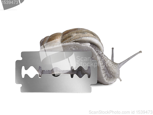 Image of Grapevine snail and razor blade