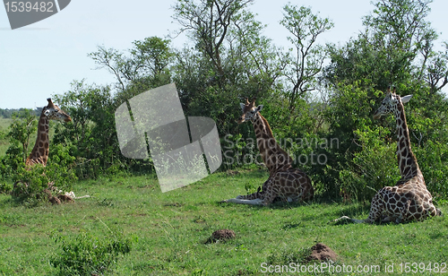 Image of resting Giraffes in Uganda