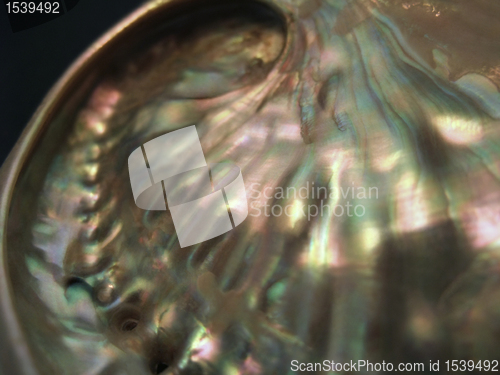 Image of colorful nacre closeup