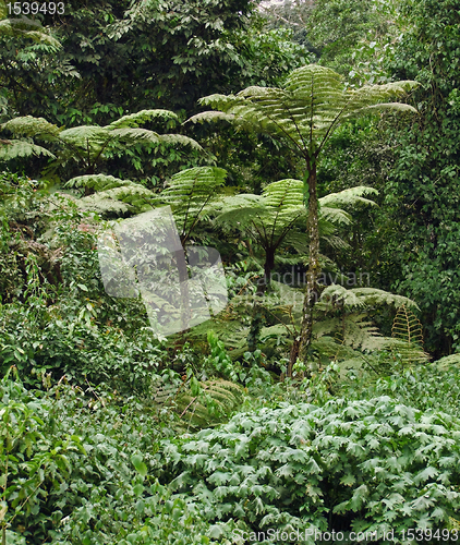 Image of rain forest vegetation in Africa