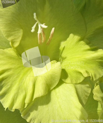 Image of green gladiolus flower closeup