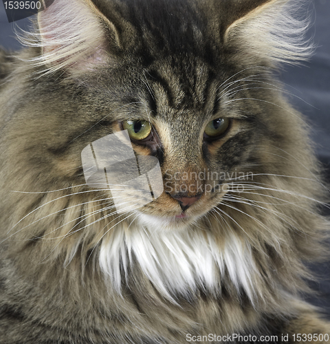 Image of Norwegian Forest Cat portrait