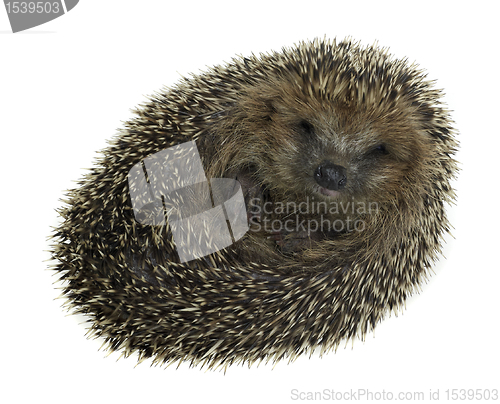 Image of rolled-up hedgehog in white back