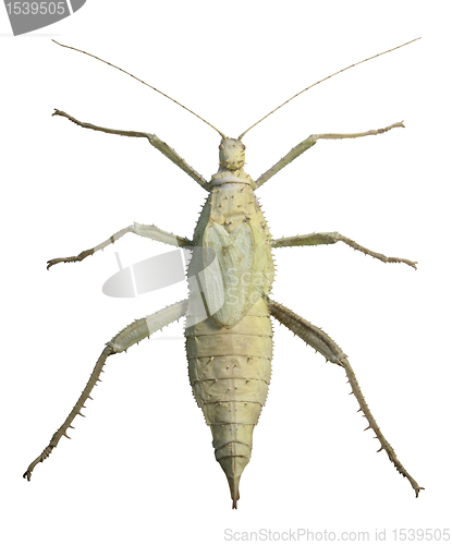 Image of exotic female grasshopper