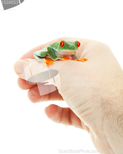 Image of Pet Tree Frog