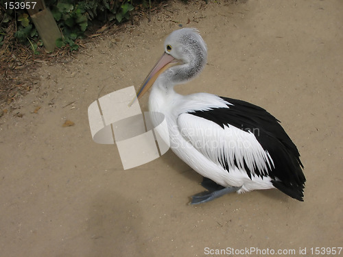 Image of Pelican