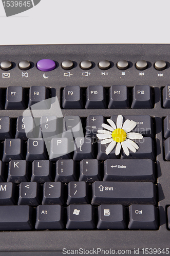 Image of Marguerite on the keyboard.