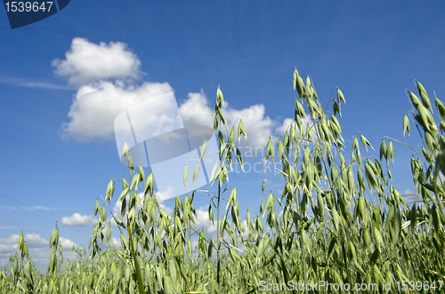 Image of Field of oats.