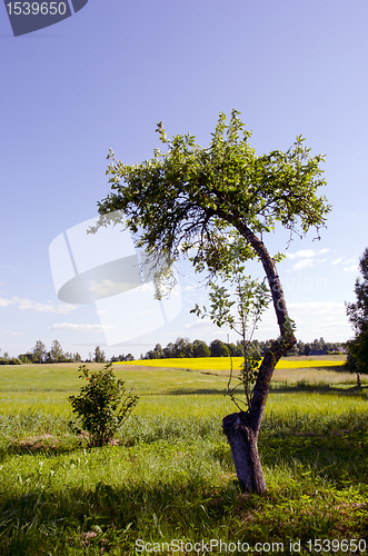 Image of Lonely apple tree.