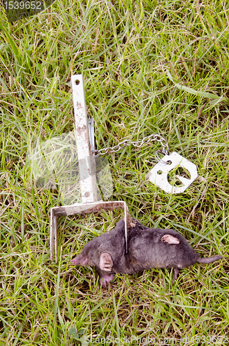 Image of Mole caught with traps.