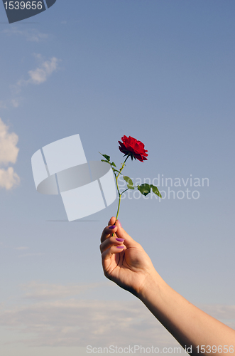 Image of Tiny rose ring.