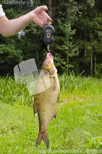 Image of Weighed bream.