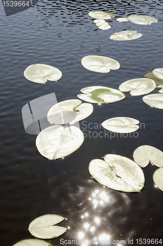 Image of Sun reflection on lily leaves.