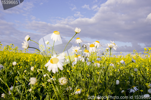 Image of Daisy and raps.