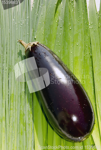 Image of Eggplant. 