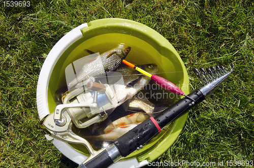 Image of Bucket full of fishes.