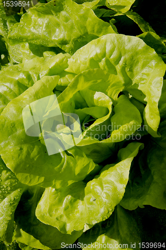 Image of Salad bush.