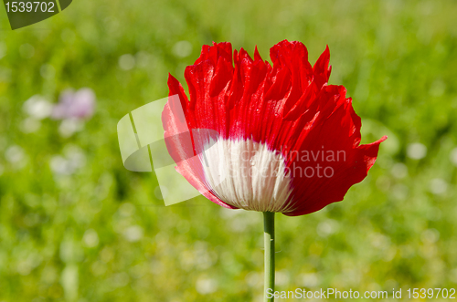 Image of Red white poppy.