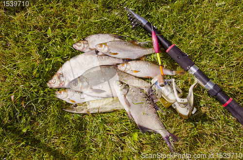 Image of Freshly caught fishes.