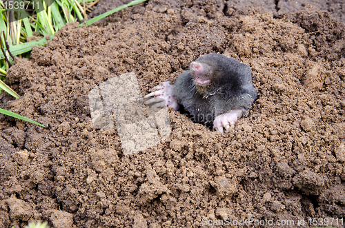 Image of Mole head.