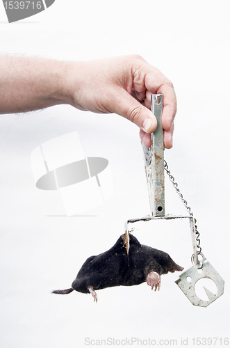 Image of Mole caught with traps.