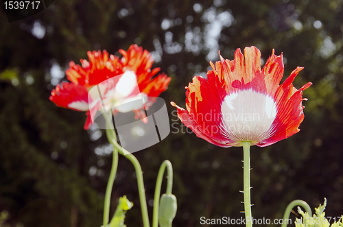 Image of Couple of red poppies.