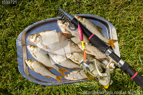 Image of Freshly caught fishes.