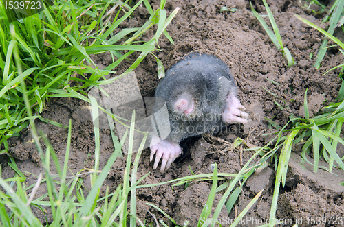 Image of Mole head.