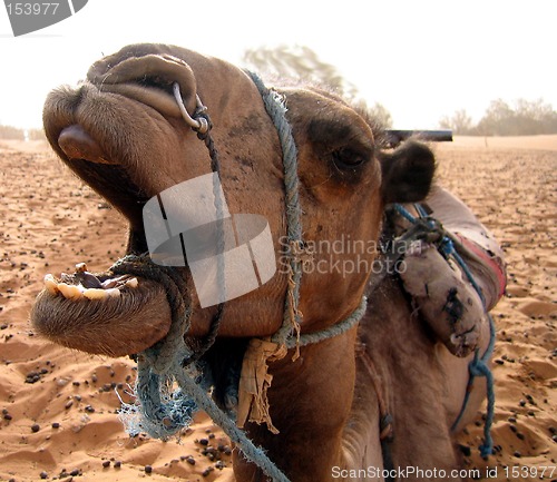 Image of Close up of camel's face