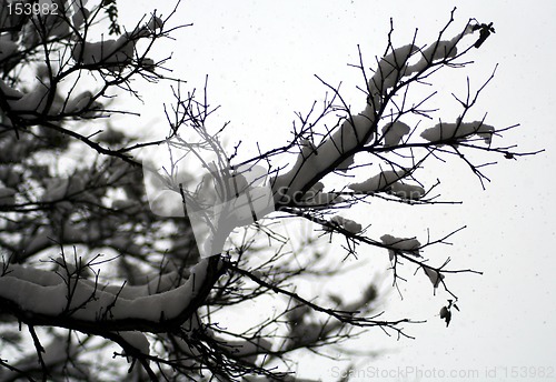 Image of Snow covered tree branches