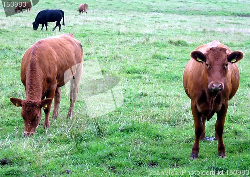 Image of Curious calves