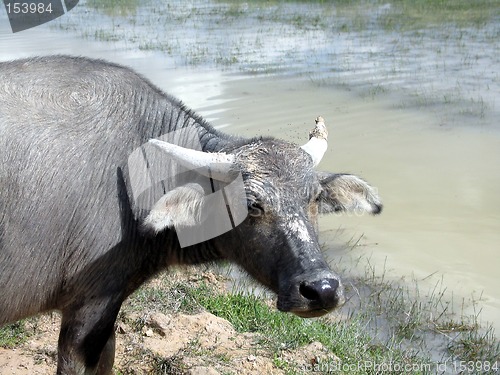 Image of Water buffalo