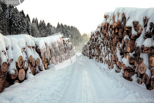 Image of trunk and snow