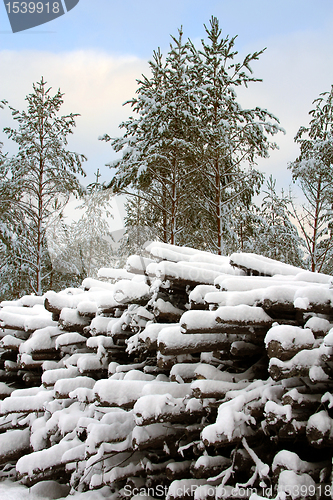 Image of Arctic Firewood Trunks