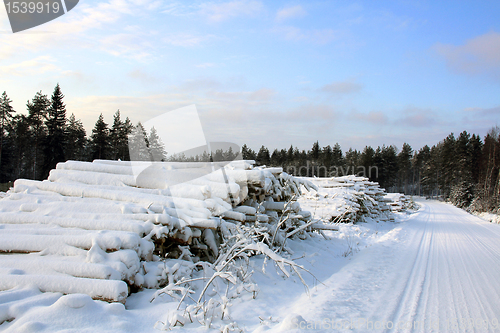 Image of Winter fuel wood by forest road