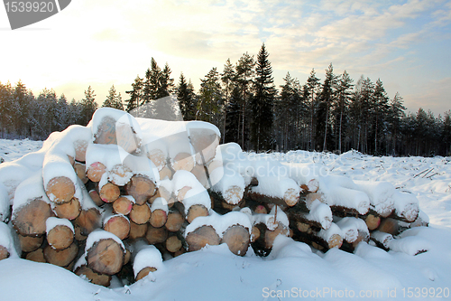 Image of Snow Covered Wooden Logs